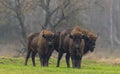 European Bison herd in snowless winter Royalty Free Stock Photo