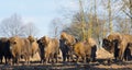 European Bison herd in winter Royalty Free Stock Photo