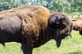 European bison - in a Hungarian countryside Royalty Free Stock Photo