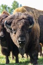 European bison - in a Hungarian countryside Royalty Free Stock Photo