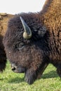 European bison - in a Hungarian countryside Royalty Free Stock Photo