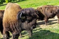 European bison - in a Hungarian countryside Royalty Free Stock Photo