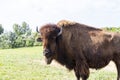 European bison - in a Hungarian countryside Royalty Free Stock Photo