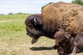 European bison - in a Hungarian countryside