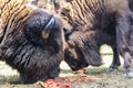 European bison - in a Hungarian countryside Royalty Free Stock Photo