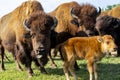 European bison - in a Hungarian countryside Royalty Free Stock Photo