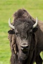 European bison - in a Hungarian countryside Royalty Free Stock Photo