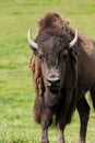 European bison - in a Hungarian countryside Royalty Free Stock Photo