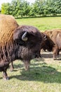 European bison - in a Hungarian countryside Royalty Free Stock Photo