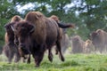 European bison - in a Hungarian countryside