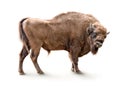 European bison isolated Royalty Free Stock Photo