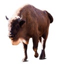 European bison. Isolated over white Royalty Free Stock Photo