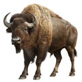 European bison isolated on transparent background. 3d render illustration. Royalty Free Stock Photo