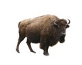 European bison isolated Royalty Free Stock Photo