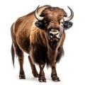 European bison isolated on white background, side view, front view Royalty Free Stock Photo