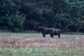 European bison in the morning fog in the forest. Wildlife photography of wild animals in the forest. Plain in the middle of the p Royalty Free Stock Photo