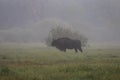 European bison in the morning fog in the forest. Wildlife photography of wild animals in the forest. Plain in the middle of the p Royalty Free Stock Photo