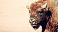 European bison portrait