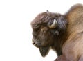 European bison portrait isolated on white background Royalty Free Stock Photo