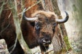 European bison portrait Royalty Free Stock Photo