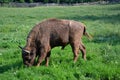 European Bison Reservation Hateg Romania