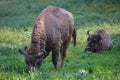 European Bison Reservation Hateg Romania