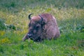 European Bison Reservation Hateg Romania