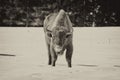 European bison on snow Royalty Free Stock Photo