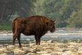 European bison standing on rocks in water in summer