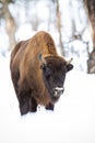 European bison wandering in snowy woodland in winter