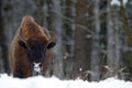 European bison in the winter forest, cold scene with big brown animal in the nature habitat, snow in the tree, Royalty Free Stock Photo