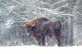 European bison in the winter forest, cold scene with big brown animal in the nature habitat, snow on the trees, Poland. Wildlife