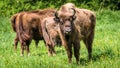 European Bison - Wisent Royalty Free Stock Photo