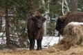 European Bison Wisent, Aurochs, Bison Bonasus Standing Near Haystack And Looks At You Against The Backdrop Of Winter Forest. B Royalty Free Stock Photo