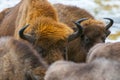European bison, wisent Bison bonasus, herd in forest, Bialowieza Forest National Park, Poland. Royalty Free Stock Photo