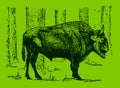 European bison or wisent bison bonasus standing in a forest on a green background