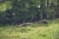 European bison, Wisent, Bos bonasus, grazing on meadow