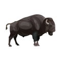 European bison or wisent Royalty Free Stock Photo