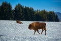 European Bison, Wisent, European Wood Bison, herbivore in winter, Bison bonasus, Romania, Europe