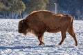 European Bison, Wisent, European Wood Bison, herbivore in winter, Bison bonasus, Romania, Europe