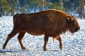 European Bison, Wisent, European Wood Bison, herbivore in winter, Bison bonasus, Romania, Europe