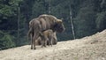 European bison - Wisent, Female and calf Royalty Free Stock Photo