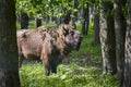 European bison, wisent Royalty Free Stock Photo