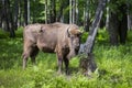 European bison, wisent Royalty Free Stock Photo