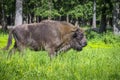 European bison, wisent