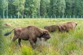 European bison Wisent, Zubr in pasture in summer.