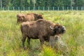 European bison Wisent, Zubr in pasture in summer.