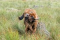 European bison Wisent, Zubr in pasture in summer.