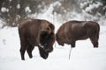 European bison, zubr