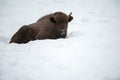 European bison, zubr